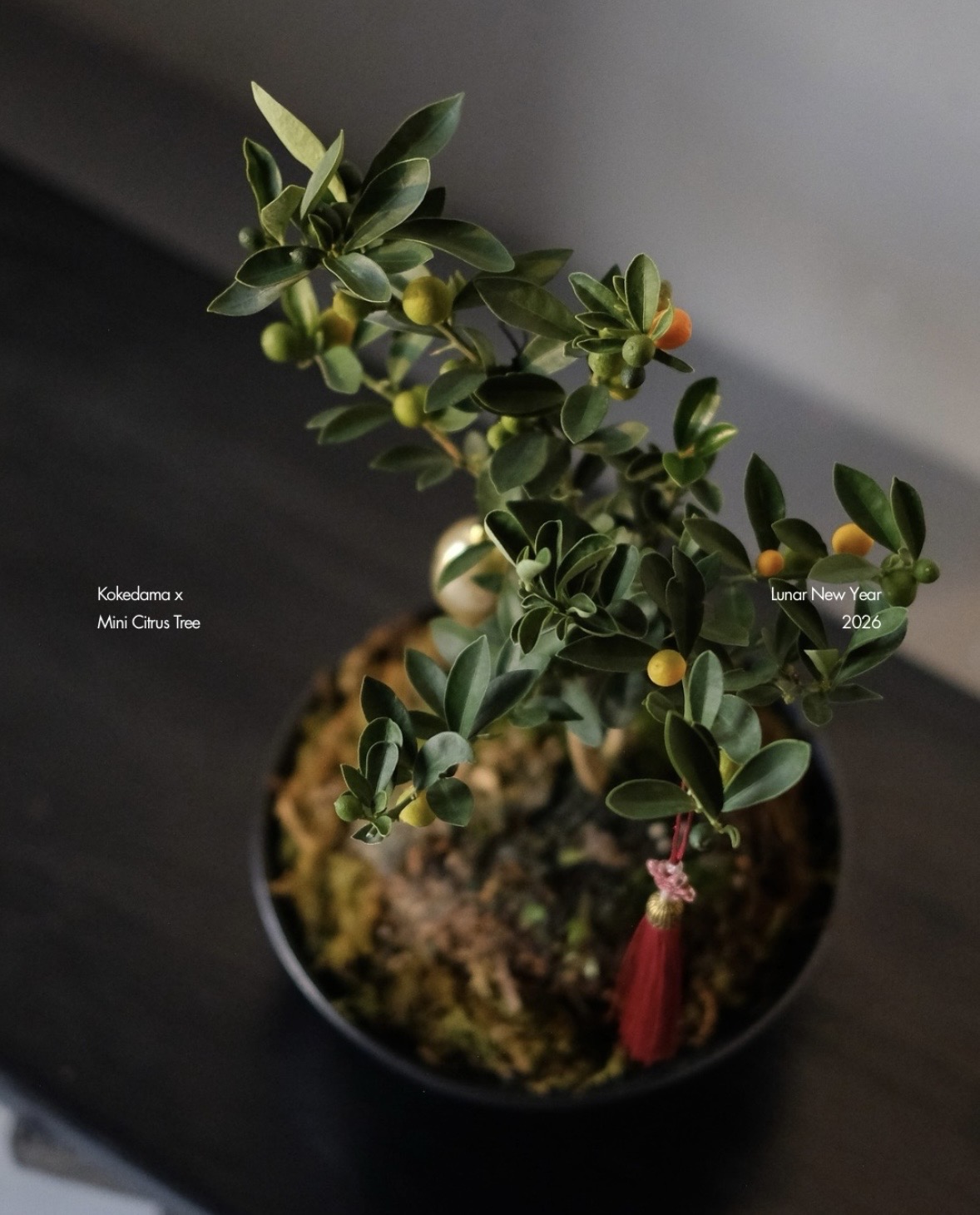 Trend chơi quất d&agrave;nh cho nh&agrave; nhỏ - hội chị em nhất định phải update để đ&oacute;n Tết- Ảnh 13.