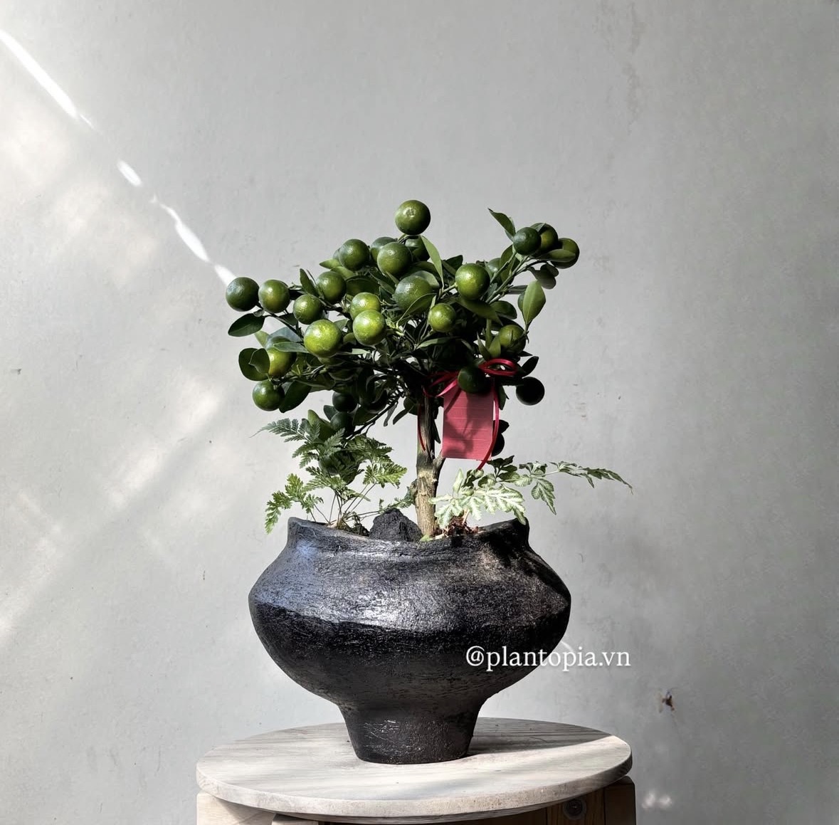 Trend chơi quất d&agrave;nh cho nh&agrave; nhỏ - hội chị em nhất định phải update để đ&oacute;n Tết- Ảnh 12.