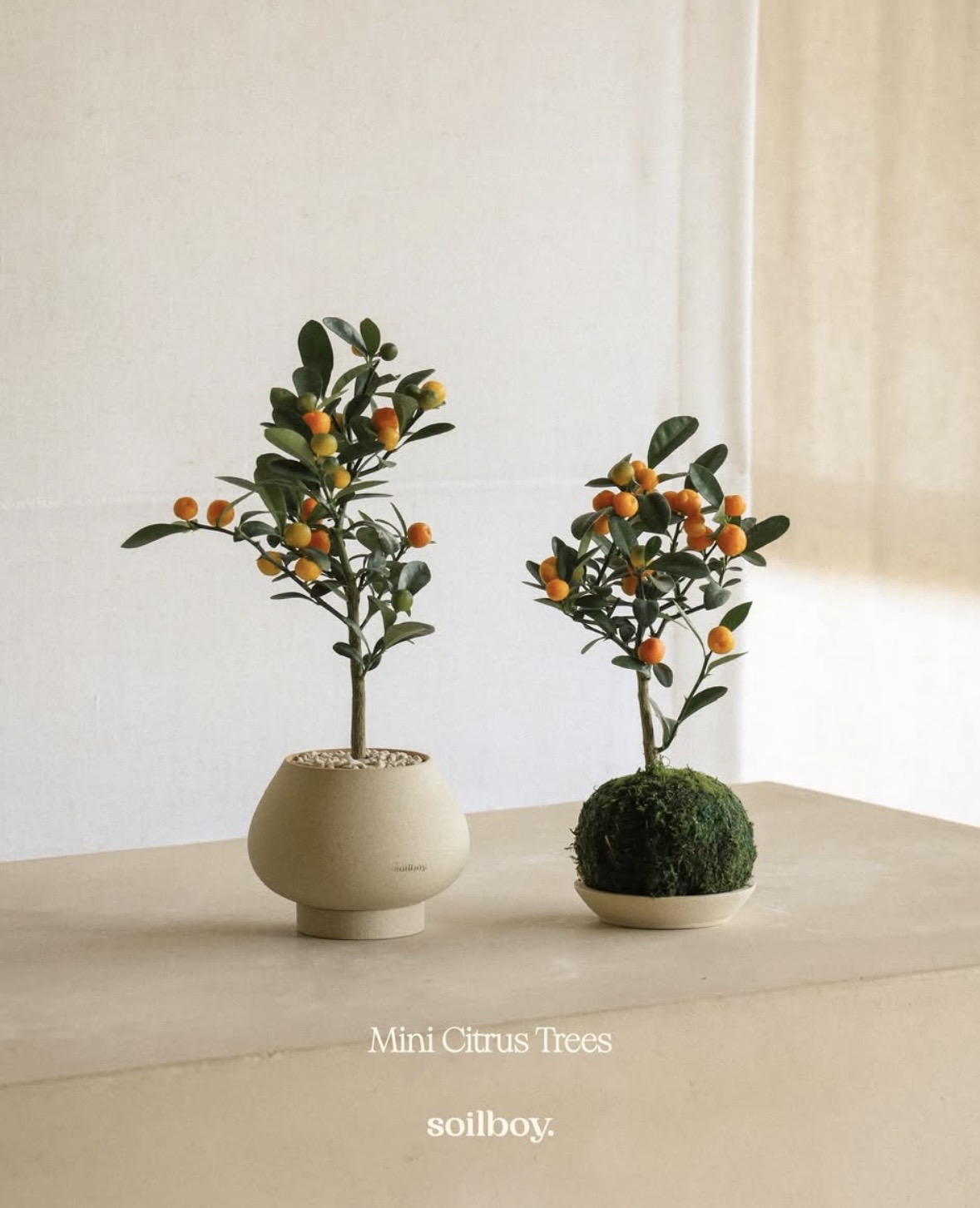 Trend chơi quất d&agrave;nh cho nh&agrave; nhỏ - hội chị em nhất định phải update để đ&oacute;n Tết- Ảnh 2.