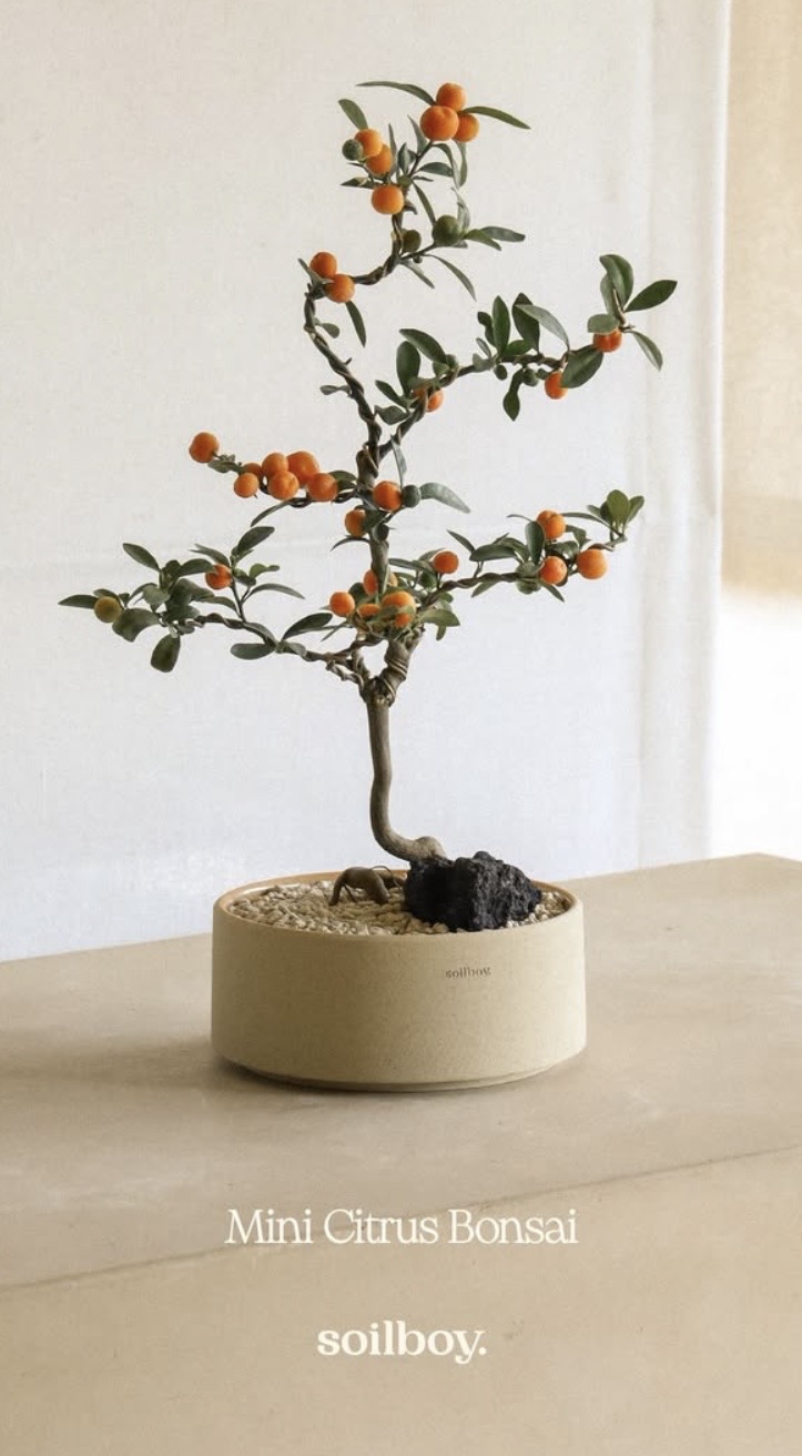 Trend chơi quất d&agrave;nh cho nh&agrave; nhỏ - hội chị em nhất định phải update để đ&oacute;n Tết- Ảnh 1.