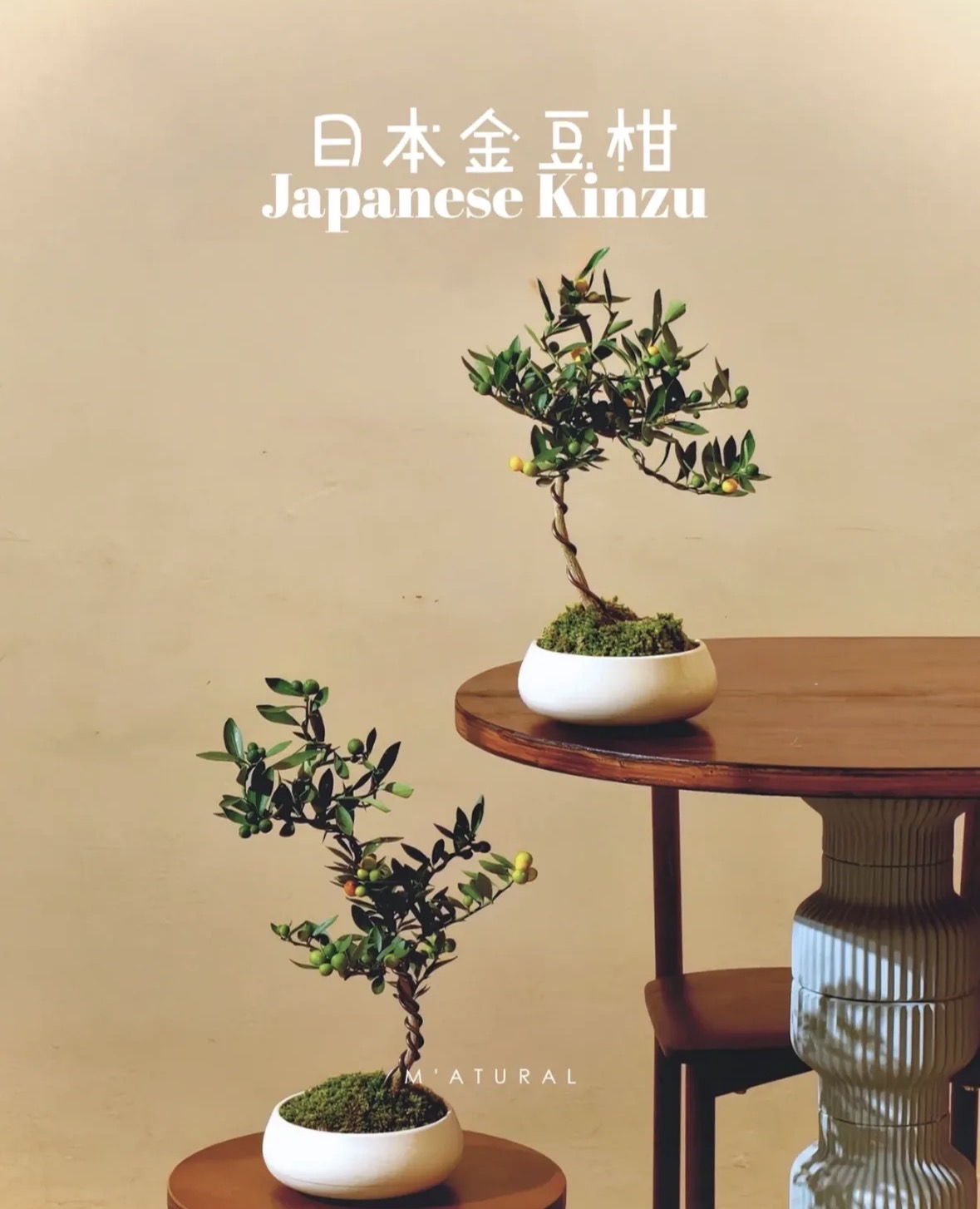 Trend chơi quất d&agrave;nh cho nh&agrave; nhỏ - hội chị em nhất định phải update để đ&oacute;n Tết- Ảnh 6.