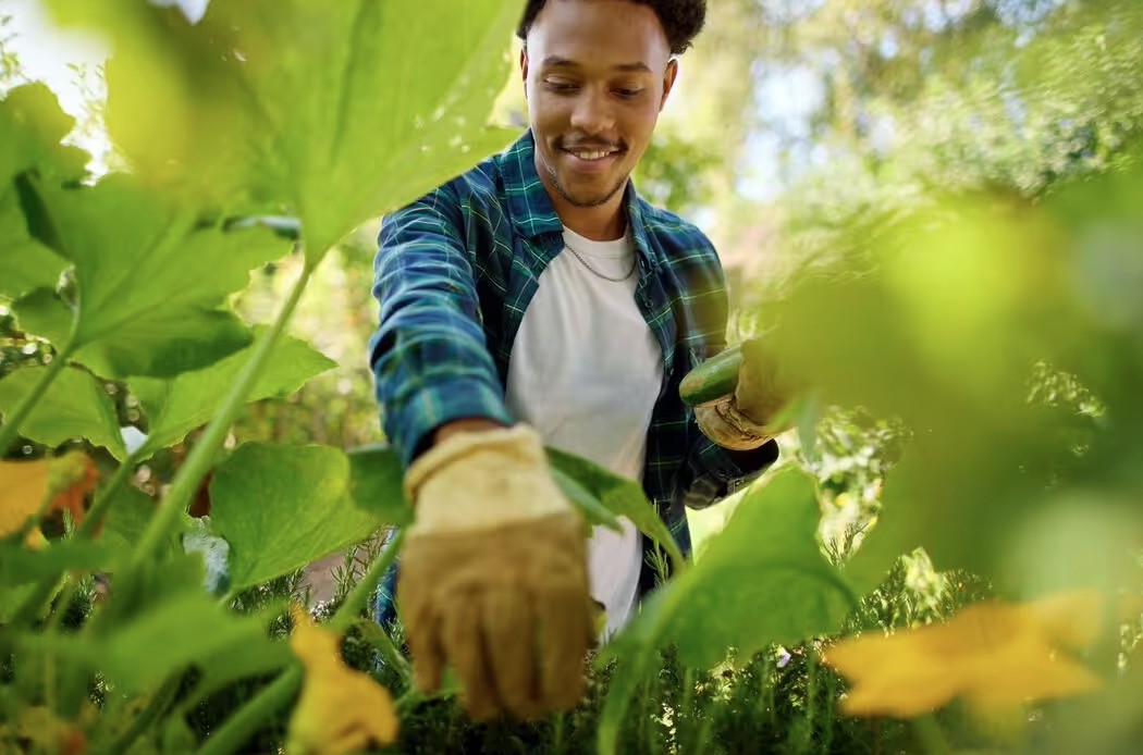 4 loại c&acirc;y cần được gieo trồng ngay b&acirc;y giờ- Ảnh 1.