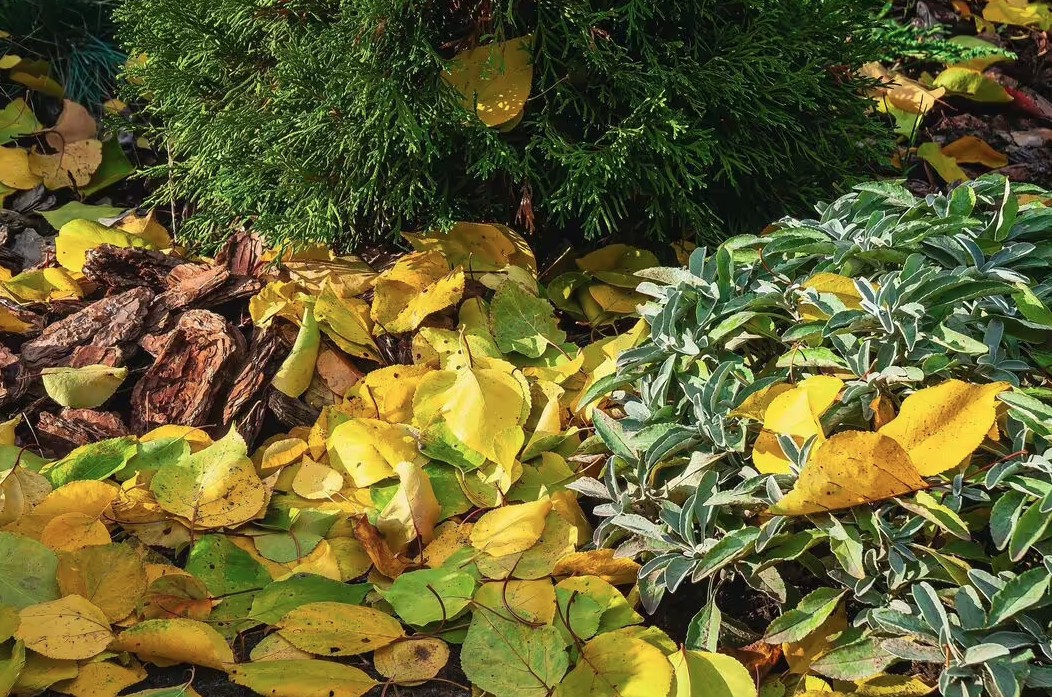 4 loại cây cần ít công chăm sóc nhất: Một khi đã bén rễ thì chẳng thèm “phiền” bạn- Ảnh 3. 4 loại cây cần ít công chăm sóc nhất: Một khi đã bén rễ thì chẳng thèm “phiền” bạn- Ảnh 3.