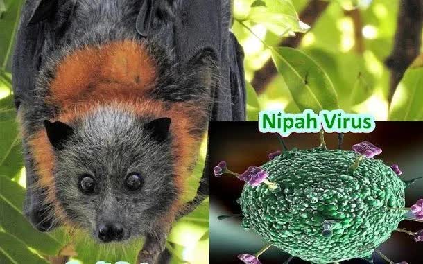 Bộ Y tế cảnh báo nguy cơ lây virus Nipah qua thực phẩm- Ảnh 1. img