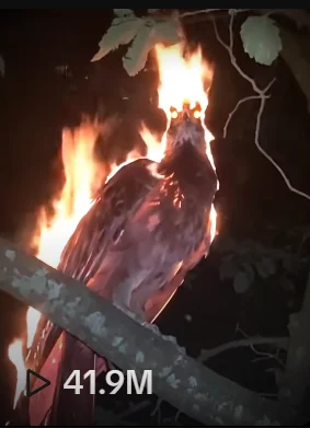 Xôn xao đoạn video phượng hoàng lửa đột ngột xuất hiện trong đêm tối, mạng xã hội chia rẽ thành 2 phe- Ảnh 2. Xôn xao đoạn video phượng hoàng lửa đột ngột xuất hiện trong đêm tối, mạng xã hội chia rẽ thành 2 phe- Ảnh 2.