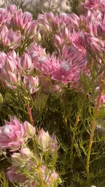 Lo&agrave;i hoa t&ecirc;n nghe bẽn lẽn như g&aacute;i đ&ocirc;i mươi, nở rộ th&agrave;nh tuyệt phẩm, bền đẹp suốt cả th&aacute;ng- Ảnh 3.