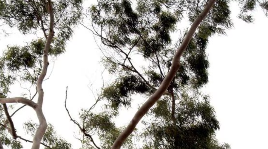 Ph&aacute;t hiện 1 loại c&acirc;y "h&uacute;t v&agrave;ng" từ độ s&acirc;u 30m: "500 c&acirc;y mới cho ra lượng v&agrave;ng đủ để l&agrave;m 1 chiếc nhẫn cưới"- Ảnh 1.