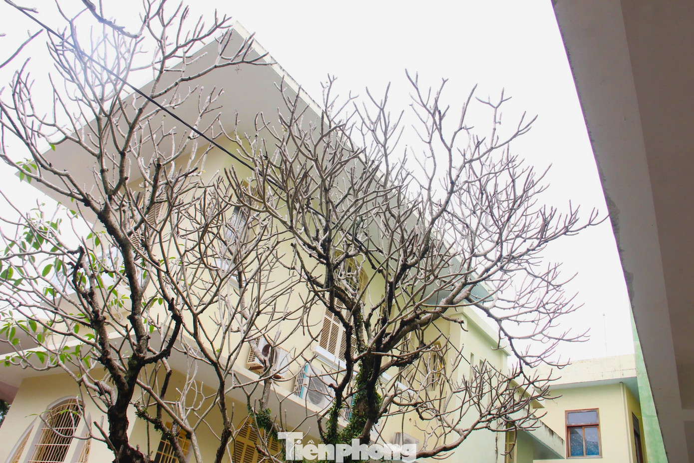 Mục sở thị t&ograve;a nh&agrave; mang kiến tr&uacute;c Ph&aacute;p 'đặc biệt hiếm' ở Đ&agrave; Nẵng- Ảnh 5.