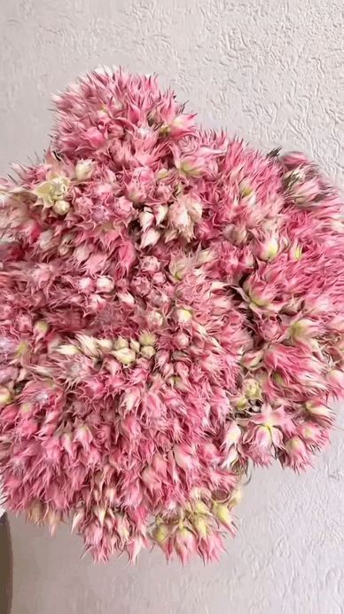 Lo&agrave;i hoa t&ecirc;n nghe bẽn lẽn như g&aacute;i đ&ocirc;i mươi, nở rộ th&agrave;nh tuyệt phẩm, bền đẹp suốt cả th&aacute;ng- Ảnh 2.