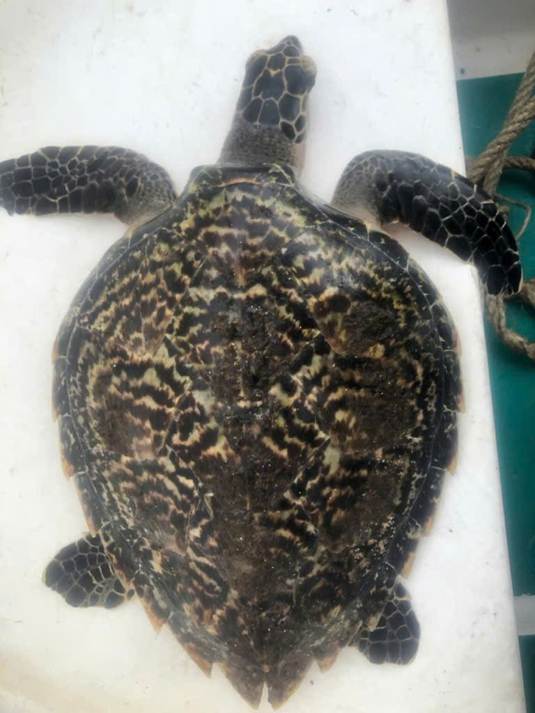 Con vật qu&yacute; hiếm bất ngờ nằm trong lưới ngư d&acirc;n Đ&agrave; Nẵng- Ảnh 1.