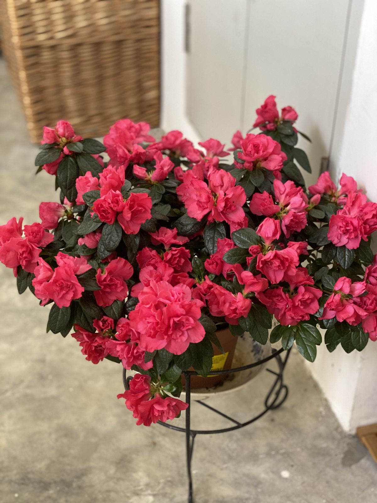 5 loại hoa 5 loại hoa