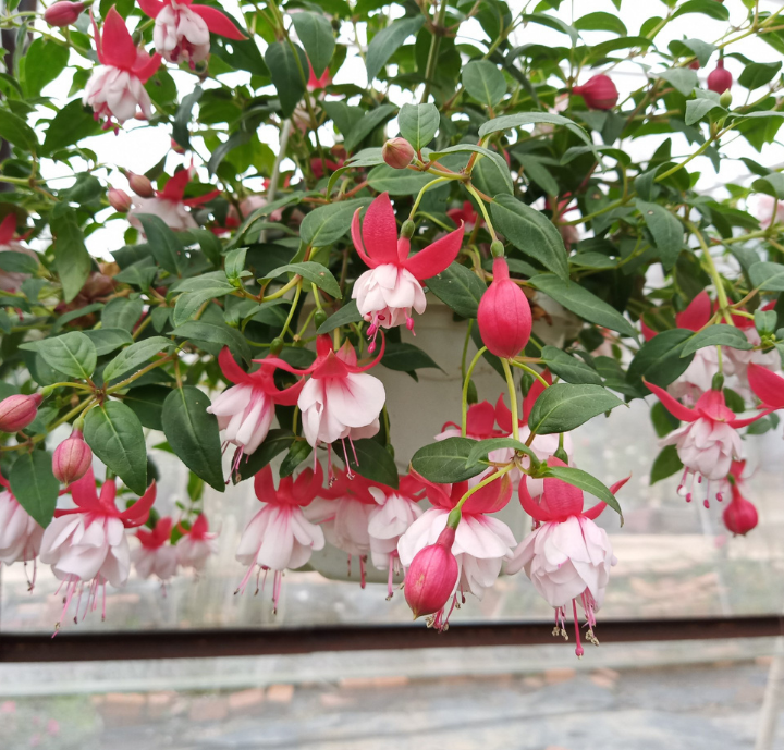 5 loại hoa 5 loại hoa