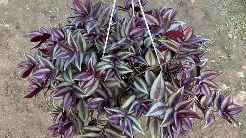 5 loại hoa 5 loại hoa