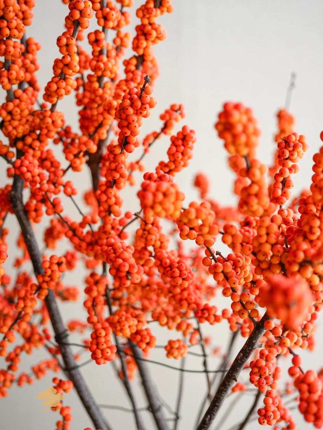 Tết đừng chỉ chơi đ&agrave;o, h&atilde;y thử cắm b&igrave;nh đ&agrave;o đ&ocirc;ng "cam Herm&egrave;s": M&agrave;u của gi&agrave;u sang v&agrave; b&iacute; k&iacute;p "3 kh&ocirc;ng" gi&uacute;p quả căng mọng cả th&aacute;ng kh&ocirc;ng rụng- Ảnh 22.