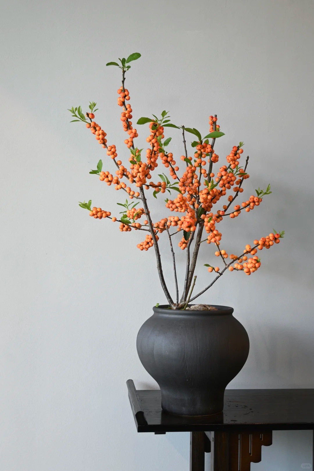 Tết đừng chỉ chơi đ&agrave;o, h&atilde;y thử cắm b&igrave;nh đ&agrave;o đ&ocirc;ng "cam Herm&egrave;s": M&agrave;u của gi&agrave;u sang v&agrave; b&iacute; k&iacute;p "3 kh&ocirc;ng" gi&uacute;p quả căng mọng cả th&aacute;ng kh&ocirc;ng rụng- Ảnh 19.