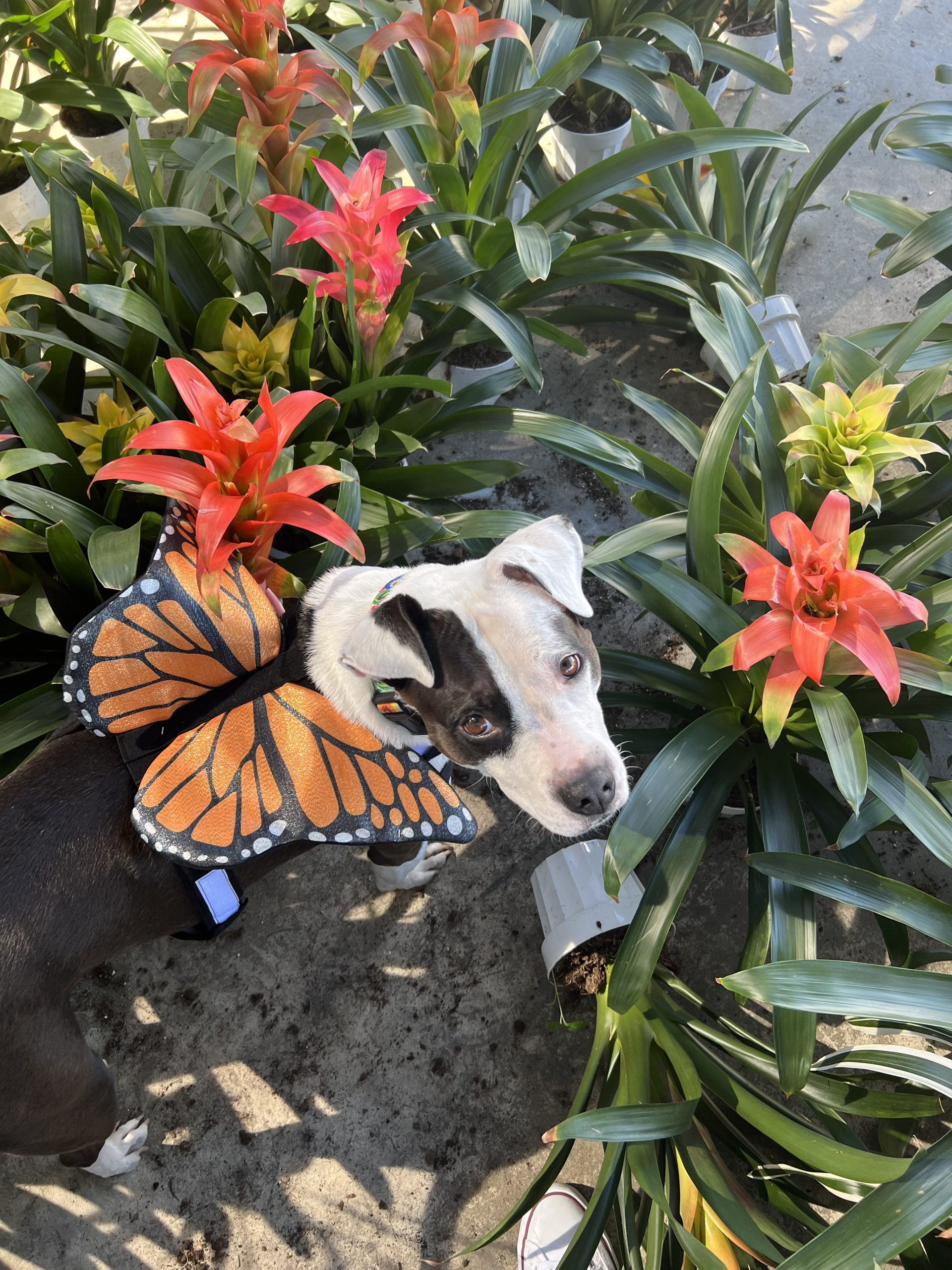 9 loại c&acirc;y đuổi c&ocirc;n tr&ugrave;ng tốt nhất cho năm mới 2026: Dễ trồng chưa từng thấy!- Ảnh 3.