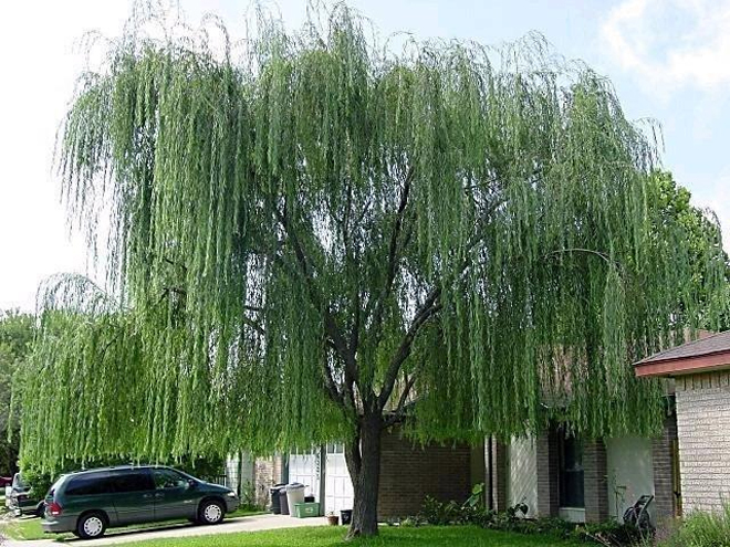 3 loại c&acirc;y bị cho l&agrave; mang "vận xui", năm 2026 n&ecirc;n tr&aacute;nh trồng trong s&acirc;n nh&agrave;- Ảnh 1.