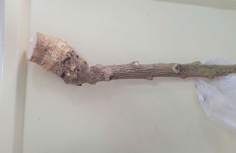 Nghe lời truyền miệng, người phụ nữ cắt loại c&acirc;y "lạ" trong vườn ăn n&agrave;o ngờ phải đi cấp cứu- Ảnh 1.