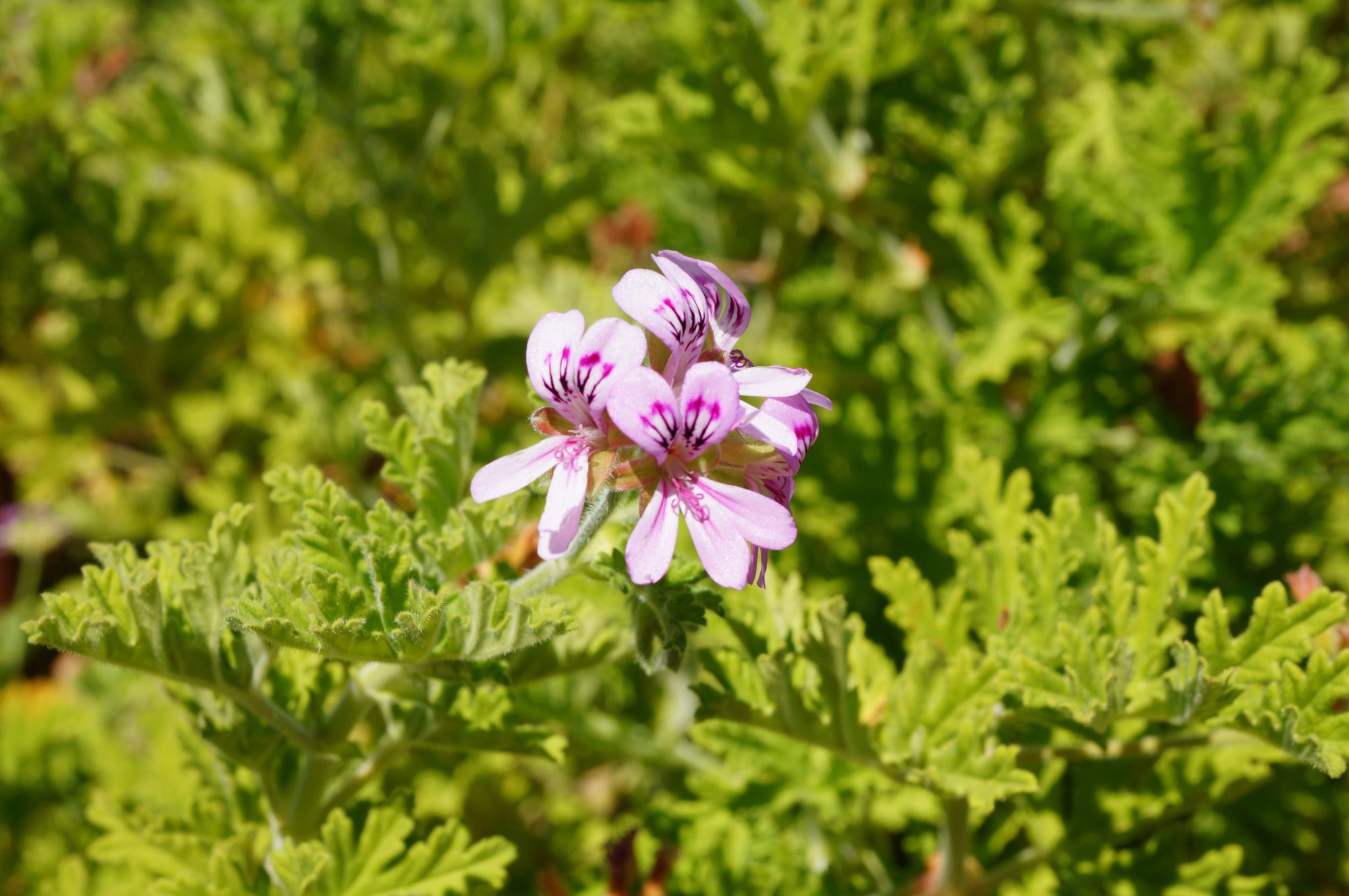 9 loại c&acirc;y đuổi c&ocirc;n tr&ugrave;ng tốt nhất cho năm mới 2026: Dễ trồng chưa từng thấy!- Ảnh 7.