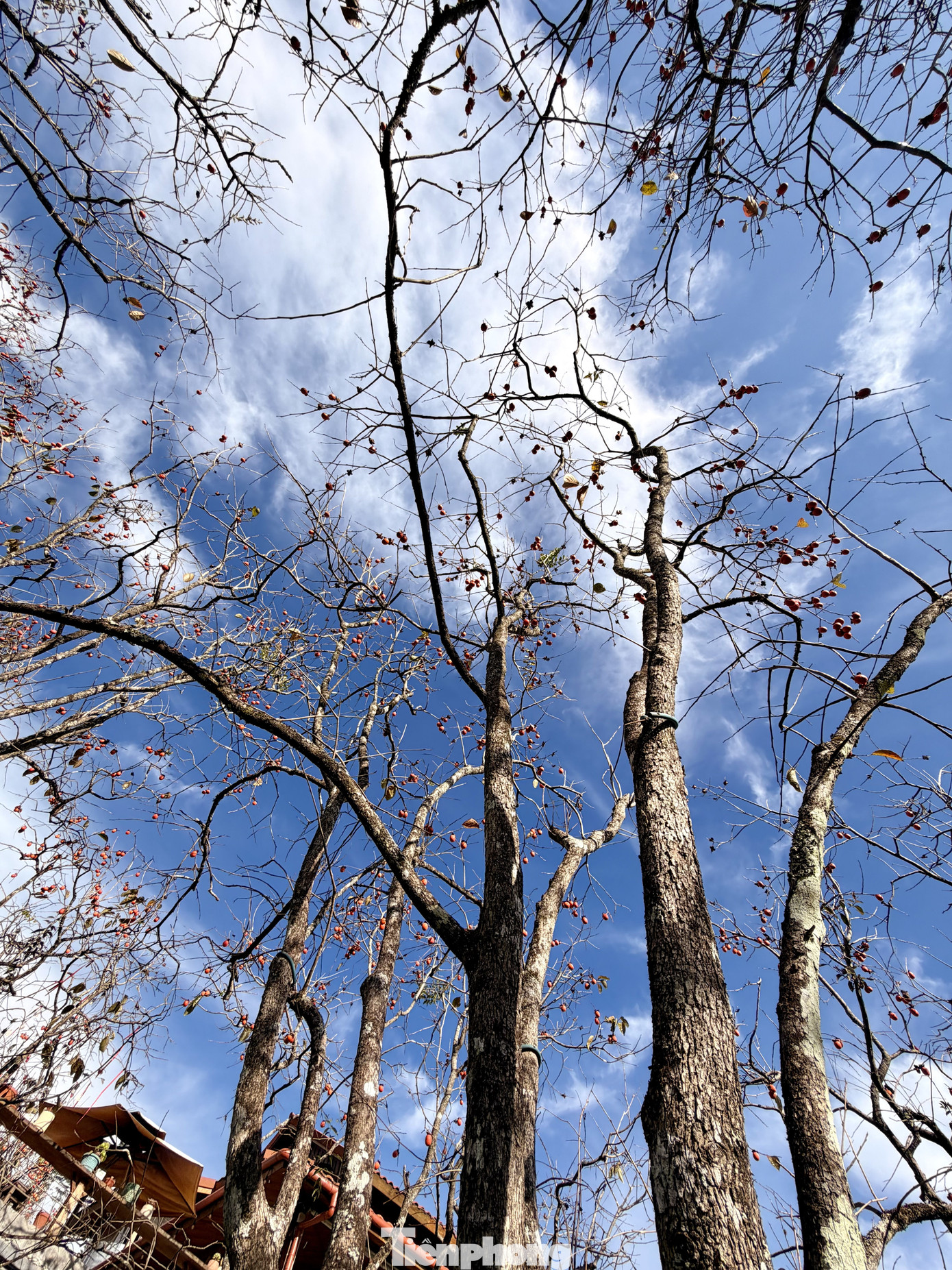 Du kh&aacute;ch n&ocirc; nức check-in giữa vườn hồng chất chill Đ&agrave; Lạt- Ảnh 2.