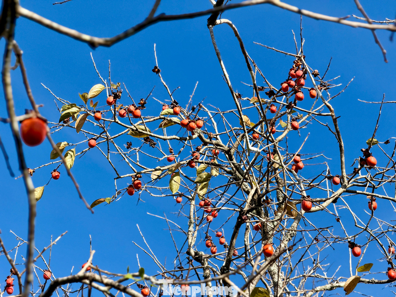 Du kh&aacute;ch n&ocirc; nức check-in giữa vườn hồng chất chill Đ&agrave; Lạt- Ảnh 3.