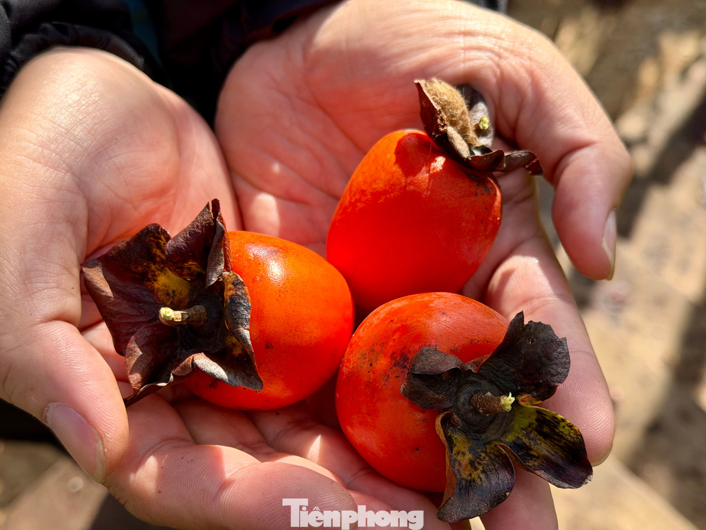 Du kh&aacute;ch n&ocirc; nức check-in giữa vườn hồng chất chill Đ&agrave; Lạt- Ảnh 12.