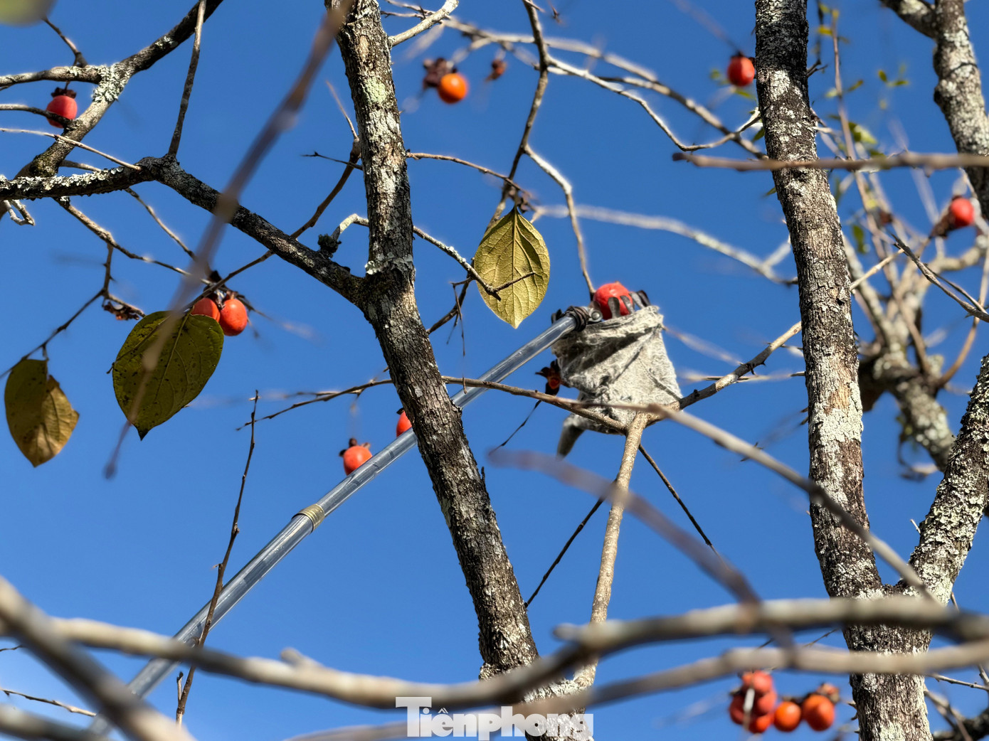 Du kh&aacute;ch n&ocirc; nức check-in giữa vườn hồng chất chill Đ&agrave; Lạt- Ảnh 11.