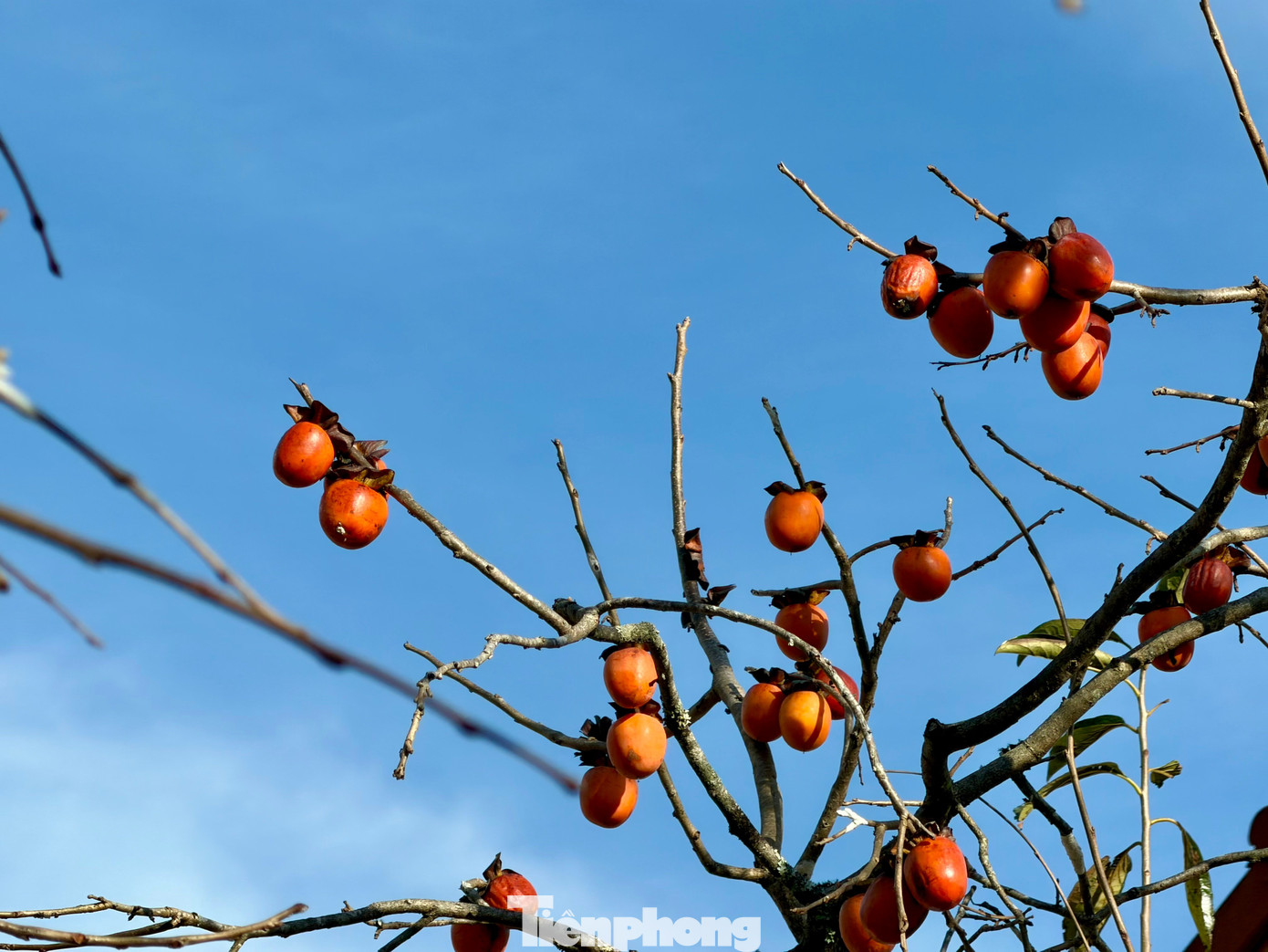 Du kh&aacute;ch n&ocirc; nức check-in giữa vườn hồng chất chill Đ&agrave; Lạt- Ảnh 5.