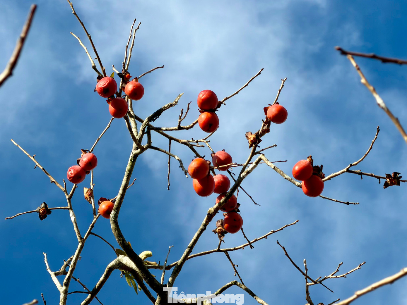 Du kh&aacute;ch n&ocirc; nức check-in giữa vườn hồng chất chill Đ&agrave; Lạt- Ảnh 4.