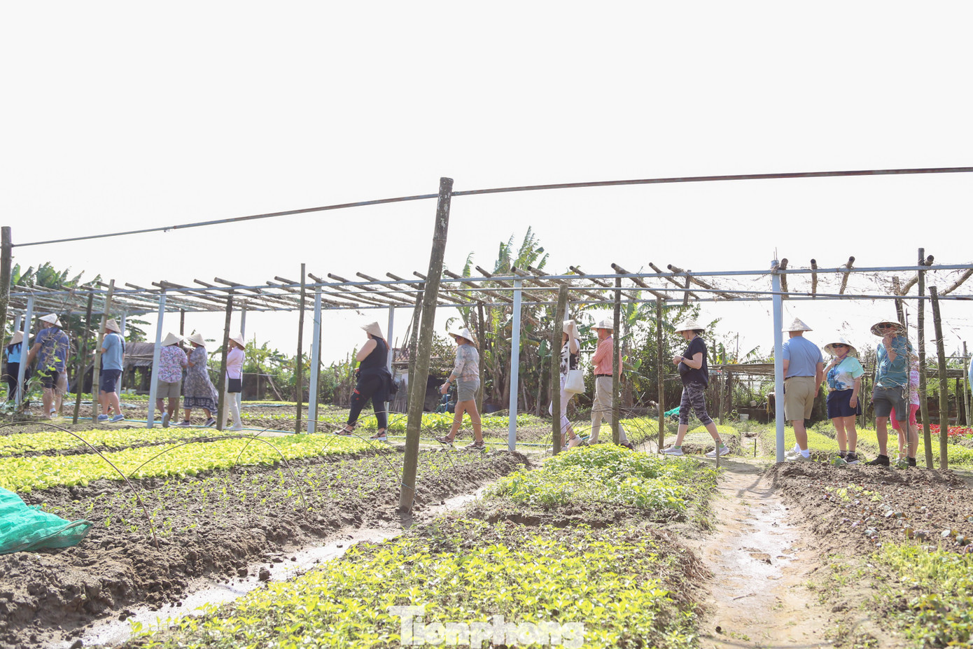 Kh&aacute;ch T&acirc;y h&agrave;o hứng l&agrave;m n&ocirc;ng d&acirc;n g&aacute;nh nước, trồng rau- Ảnh 3.