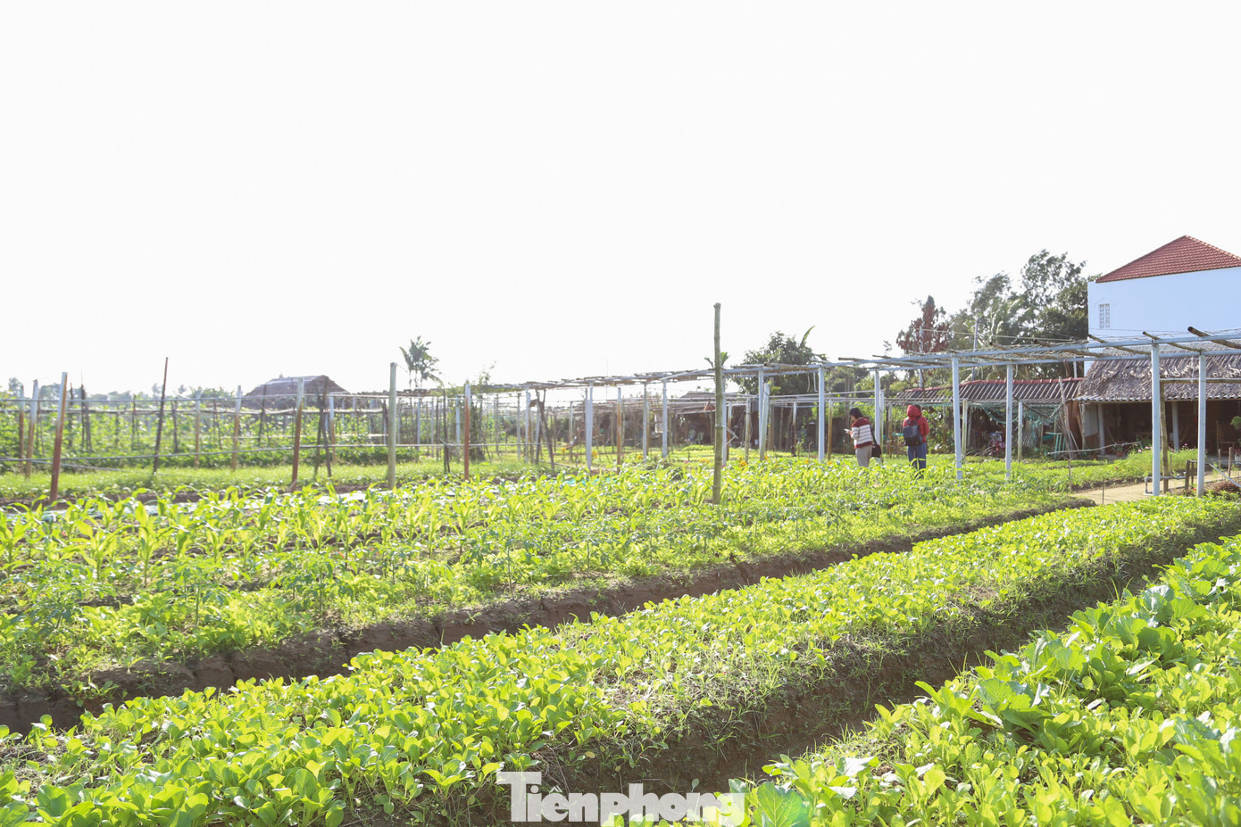 Kh&aacute;ch T&acirc;y h&agrave;o hứng l&agrave;m n&ocirc;ng d&acirc;n g&aacute;nh nước, trồng rau- Ảnh 1.