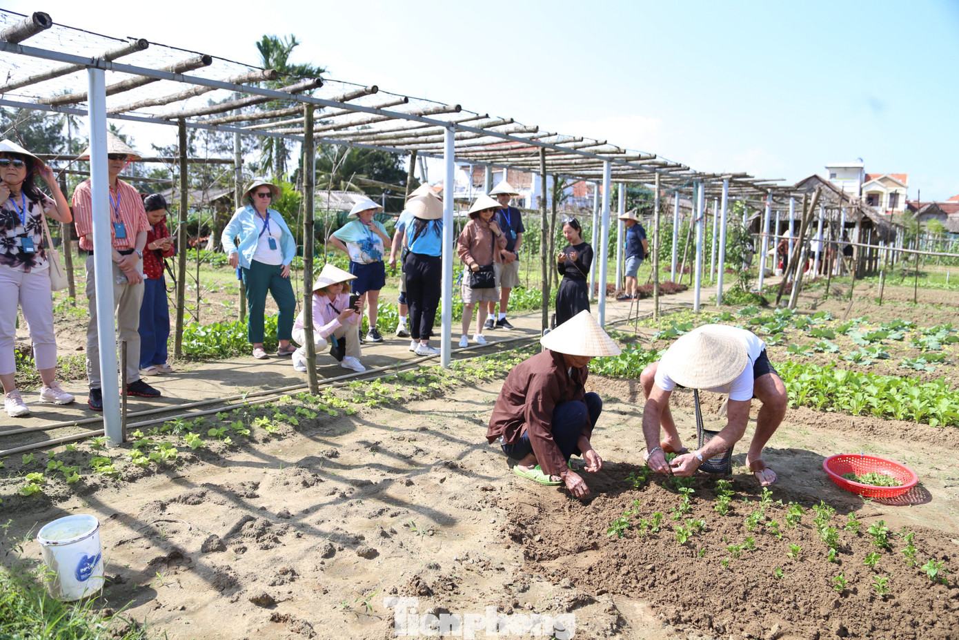 Kh&aacute;ch T&acirc;y h&agrave;o hứng l&agrave;m n&ocirc;ng d&acirc;n g&aacute;nh nước, trồng rau- Ảnh 9.