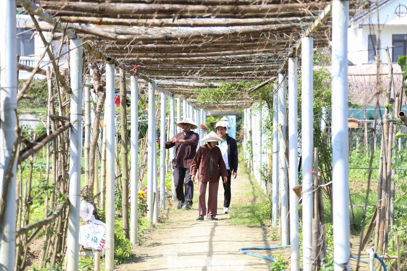Kh&aacute;ch T&acirc;y h&agrave;o hứng l&agrave;m n&ocirc;ng d&acirc;n g&aacute;nh nước, trồng rau- Ảnh 15.