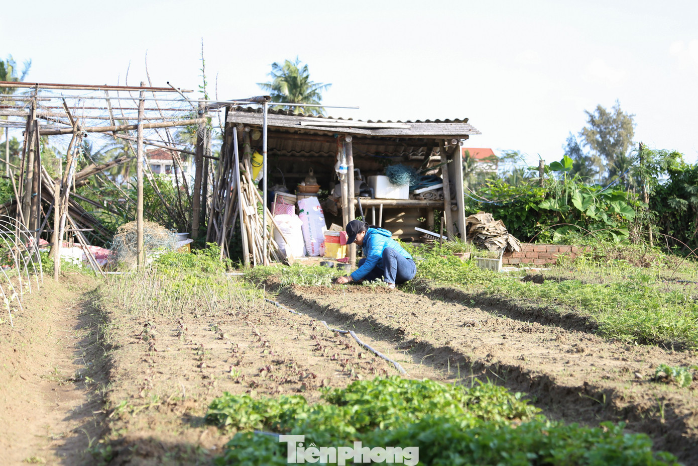 Kh&aacute;ch T&acirc;y h&agrave;o hứng l&agrave;m n&ocirc;ng d&acirc;n g&aacute;nh nước, trồng rau- Ảnh 19.