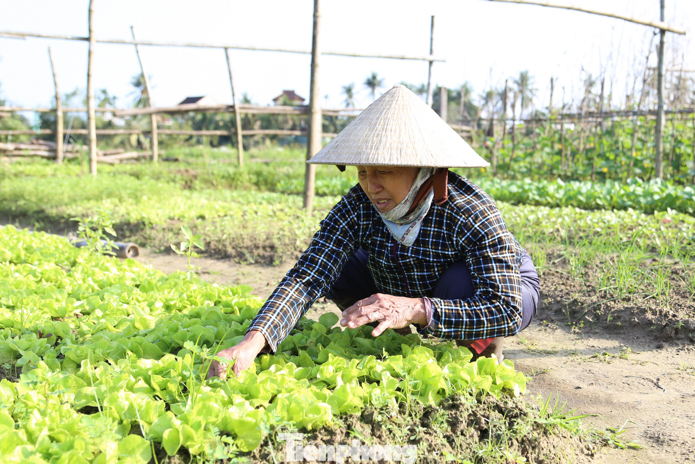 Kh&aacute;ch T&acirc;y h&agrave;o hứng l&agrave;m n&ocirc;ng d&acirc;n g&aacute;nh nước, trồng rau- Ảnh 21.