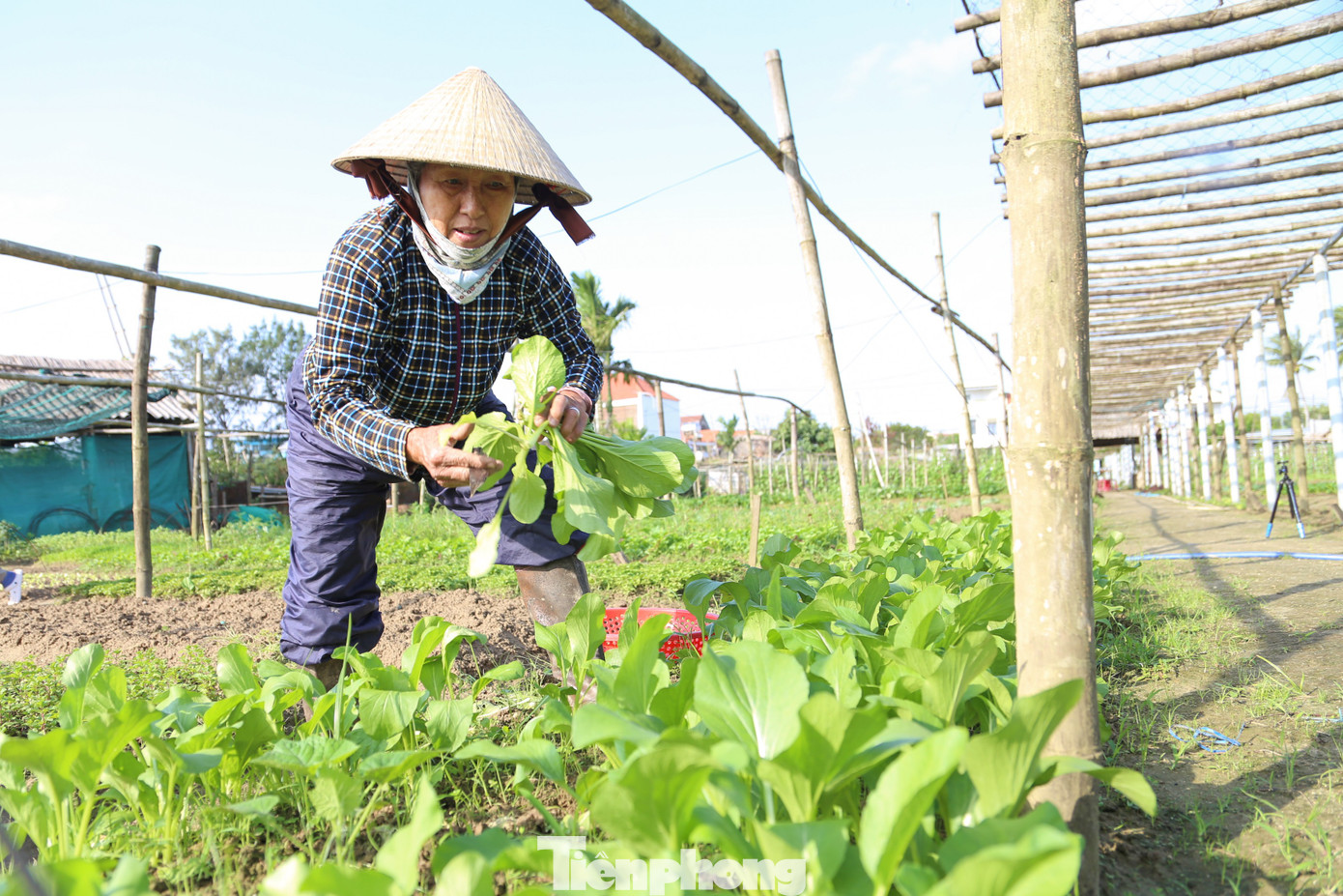 Kh&aacute;ch T&acirc;y h&agrave;o hứng l&agrave;m n&ocirc;ng d&acirc;n g&aacute;nh nước, trồng rau- Ảnh 20.