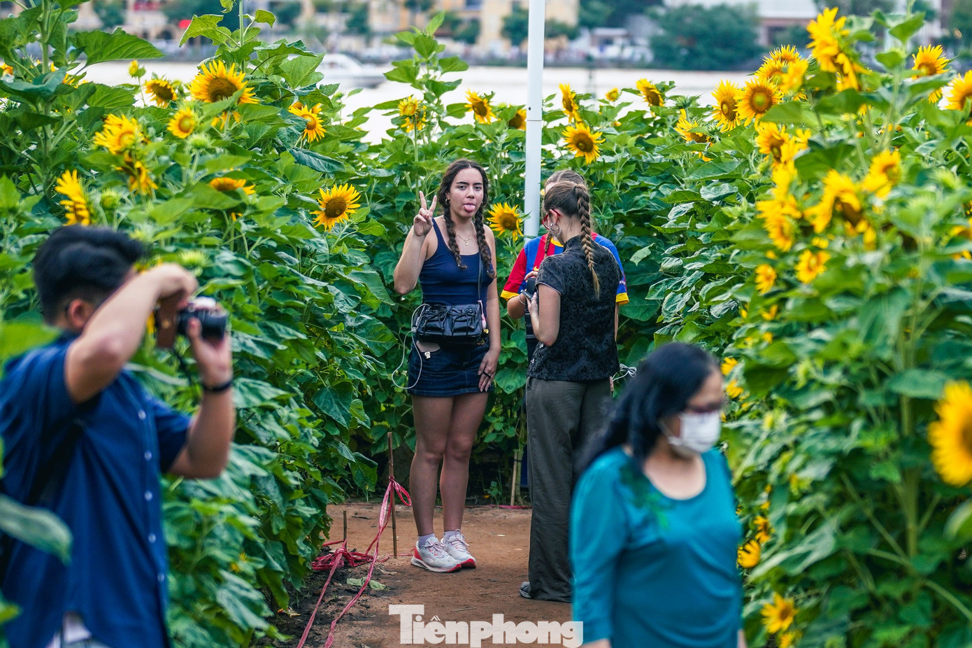 M&atilde;n nh&atilde;n vườn hướng dương ngh&igrave;n b&ocirc;ng khoe sắc b&ecirc;n bờ s&ocirc;ng S&agrave;i G&ograve;n- Ảnh 22.