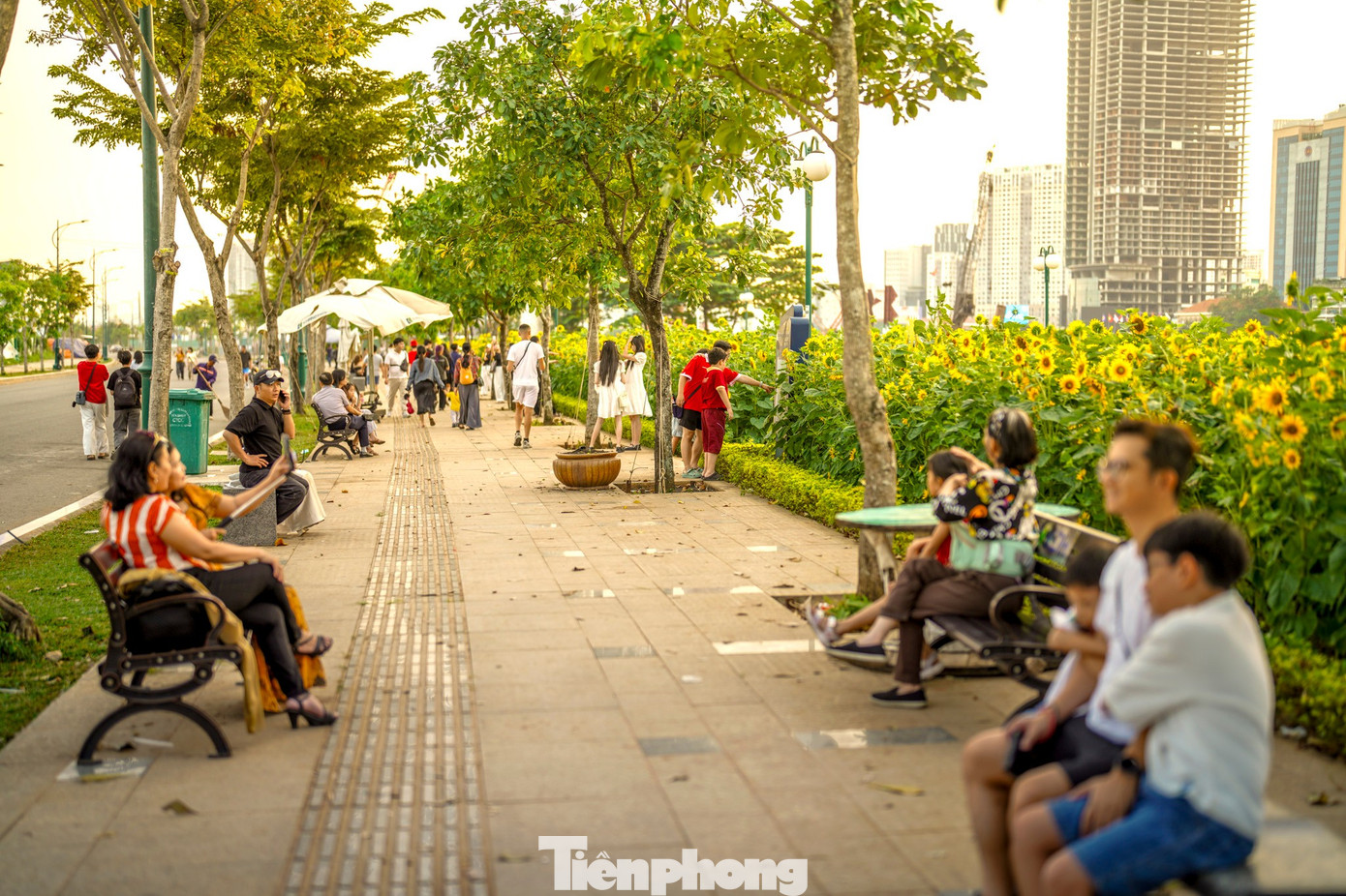 M&atilde;n nh&atilde;n vườn hướng dương ngh&igrave;n b&ocirc;ng khoe sắc b&ecirc;n bờ s&ocirc;ng S&agrave;i G&ograve;n- Ảnh 4.