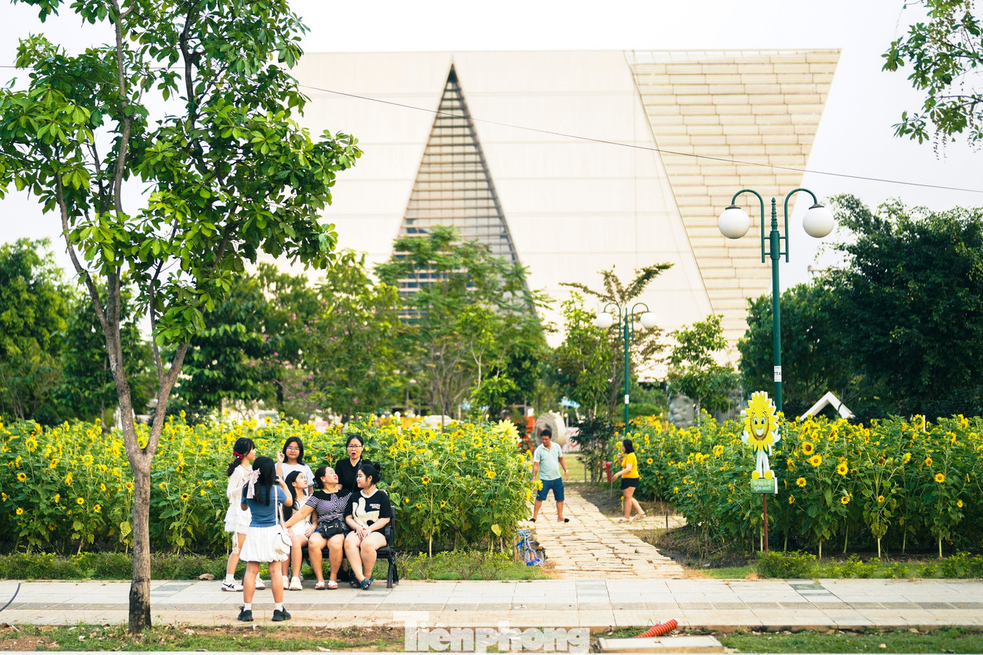 M&atilde;n nh&atilde;n vườn hướng dương ngh&igrave;n b&ocirc;ng khoe sắc b&ecirc;n bờ s&ocirc;ng S&agrave;i G&ograve;n- Ảnh 18.