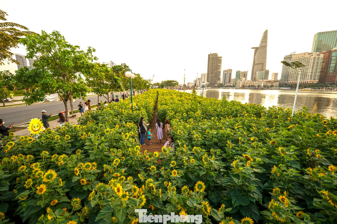 M&atilde;n nh&atilde;n vườn hướng dương ngh&igrave;n b&ocirc;ng khoe sắc b&ecirc;n bờ s&ocirc;ng S&agrave;i G&ograve;n- Ảnh 6.