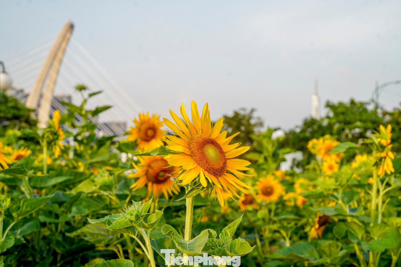 M&atilde;n nh&atilde;n vườn hướng dương ngh&igrave;n b&ocirc;ng khoe sắc b&ecirc;n bờ s&ocirc;ng S&agrave;i G&ograve;n- Ảnh 14.