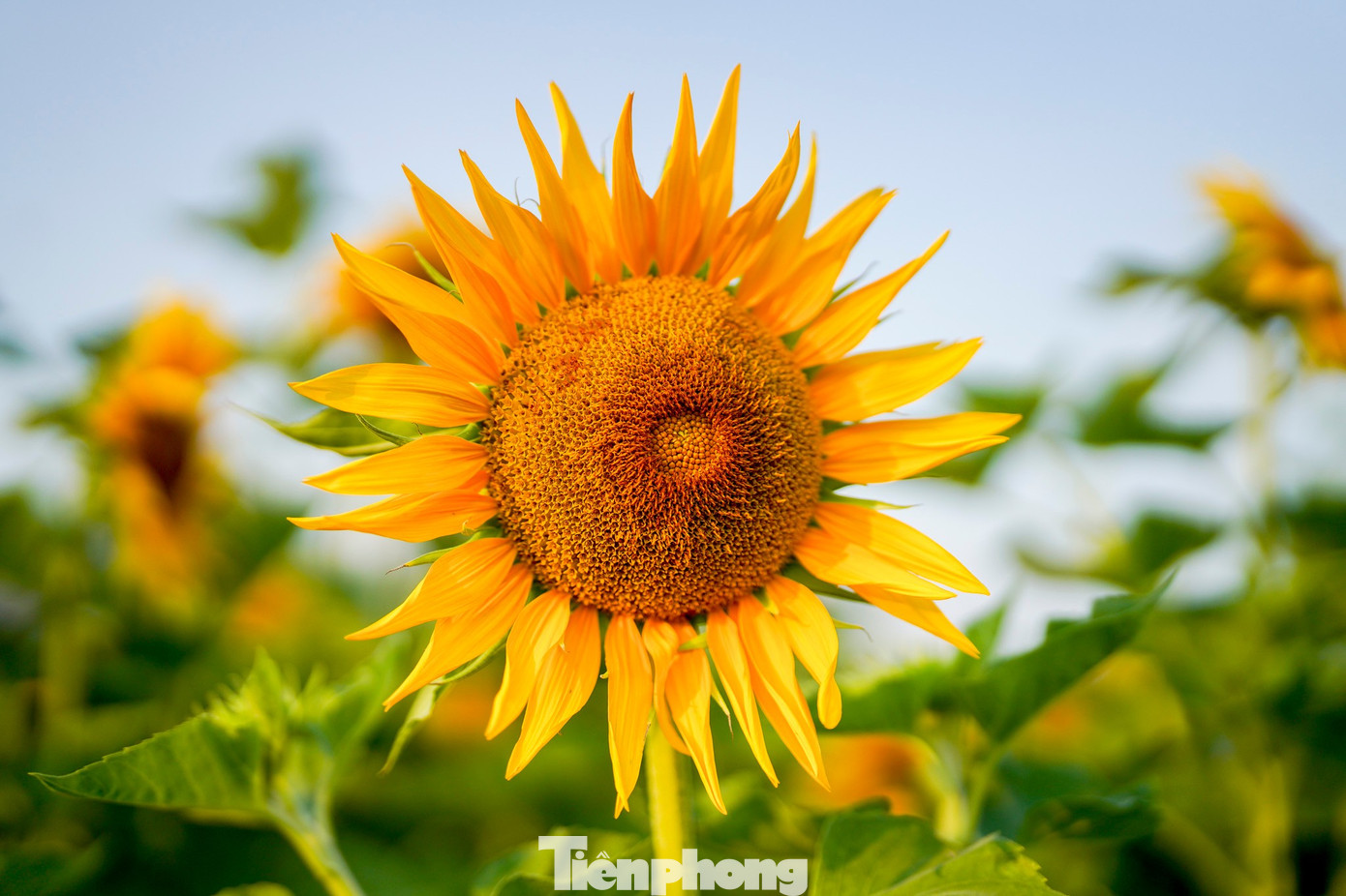 M&atilde;n nh&atilde;n vườn hướng dương ngh&igrave;n b&ocirc;ng khoe sắc b&ecirc;n bờ s&ocirc;ng S&agrave;i G&ograve;n- Ảnh 15.