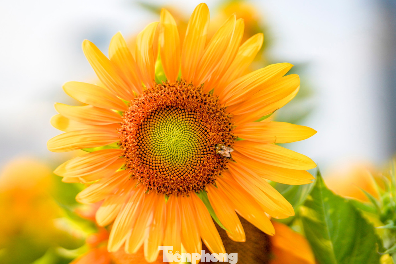 M&atilde;n nh&atilde;n vườn hướng dương ngh&igrave;n b&ocirc;ng khoe sắc b&ecirc;n bờ s&ocirc;ng S&agrave;i G&ograve;n- Ảnh 13.