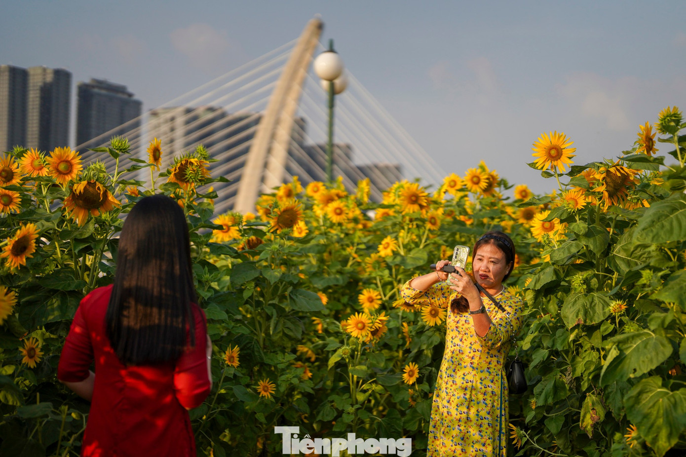 M&atilde;n nh&atilde;n vườn hướng dương ngh&igrave;n b&ocirc;ng khoe sắc b&ecirc;n bờ s&ocirc;ng S&agrave;i G&ograve;n- Ảnh 3.