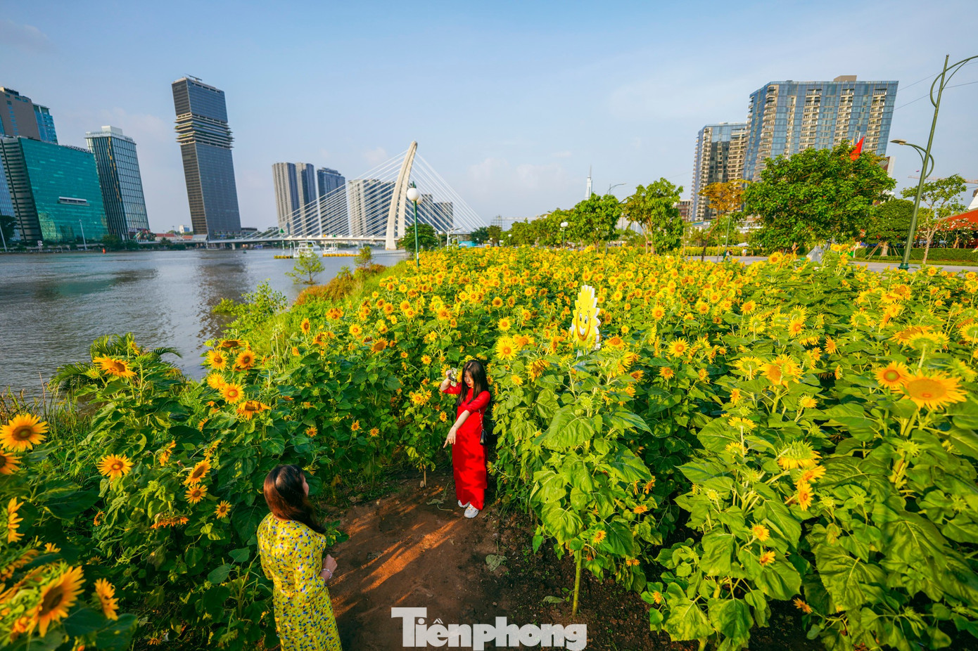 M&atilde;n nh&atilde;n vườn hướng dương ngh&igrave;n b&ocirc;ng khoe sắc b&ecirc;n bờ s&ocirc;ng S&agrave;i G&ograve;n- Ảnh 2.