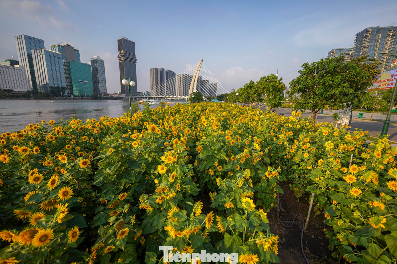 M&atilde;n nh&atilde;n vườn hướng dương ngh&igrave;n b&ocirc;ng khoe sắc b&ecirc;n bờ s&ocirc;ng S&agrave;i G&ograve;n- Ảnh 27.
