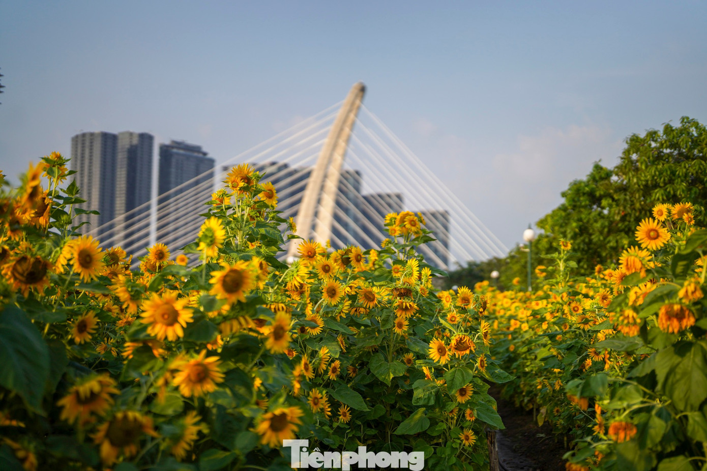 M&atilde;n nh&atilde;n vườn hướng dương ngh&igrave;n b&ocirc;ng khoe sắc b&ecirc;n bờ s&ocirc;ng S&agrave;i G&ograve;n- Ảnh 25.