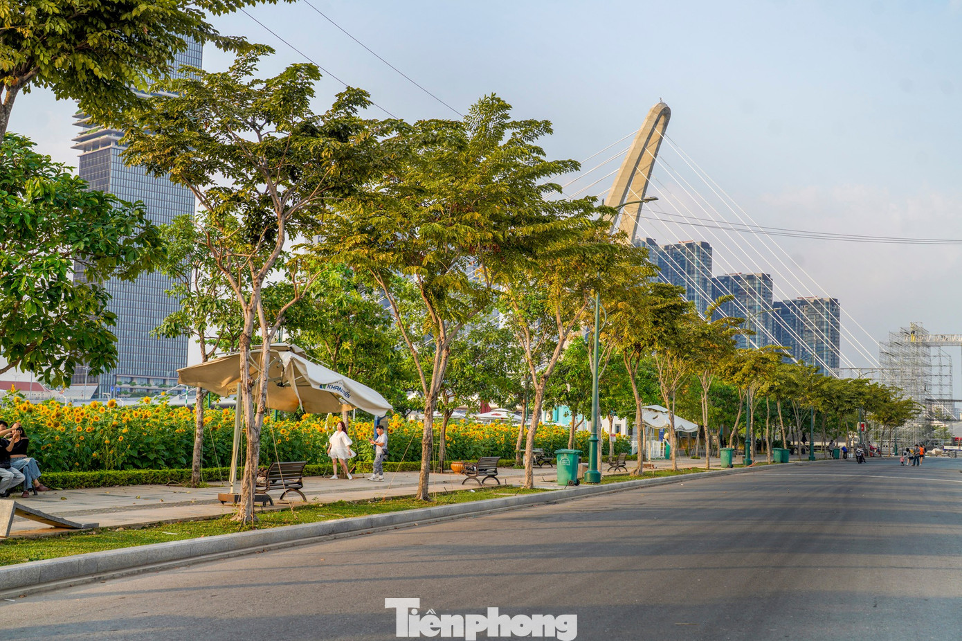 M&atilde;n nh&atilde;n vườn hướng dương ngh&igrave;n b&ocirc;ng khoe sắc b&ecirc;n bờ s&ocirc;ng S&agrave;i G&ograve;n- Ảnh 26.