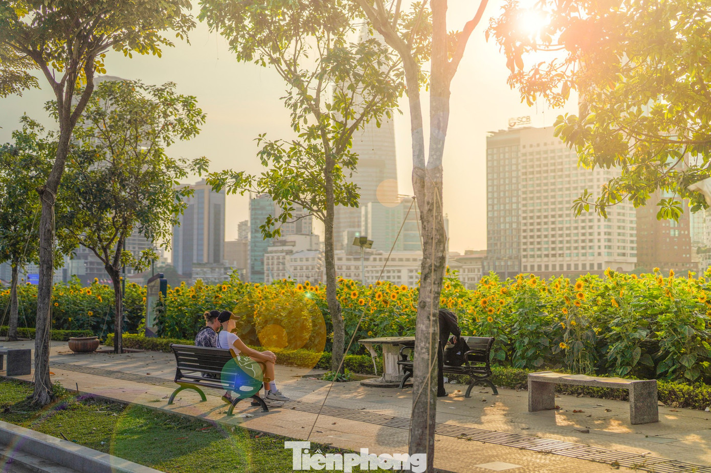 M&atilde;n nh&atilde;n vườn hướng dương ngh&igrave;n b&ocirc;ng khoe sắc b&ecirc;n bờ s&ocirc;ng S&agrave;i G&ograve;n- Ảnh 21.