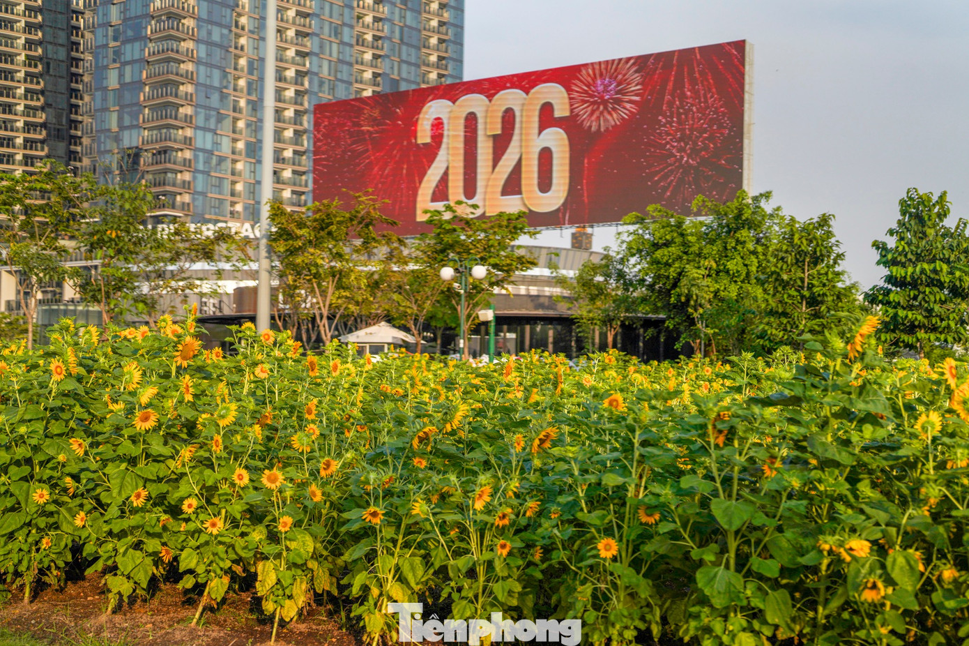 M&atilde;n nh&atilde;n vườn hướng dương ngh&igrave;n b&ocirc;ng khoe sắc b&ecirc;n bờ s&ocirc;ng S&agrave;i G&ograve;n- Ảnh 9.